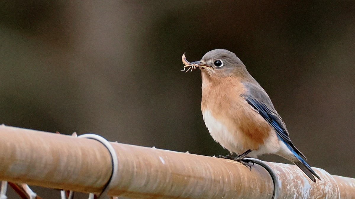 Eastern Bluebird - ML627690631