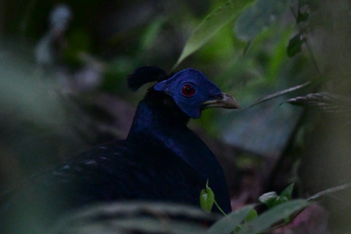 Bornean Crested Fireback - ML627690705