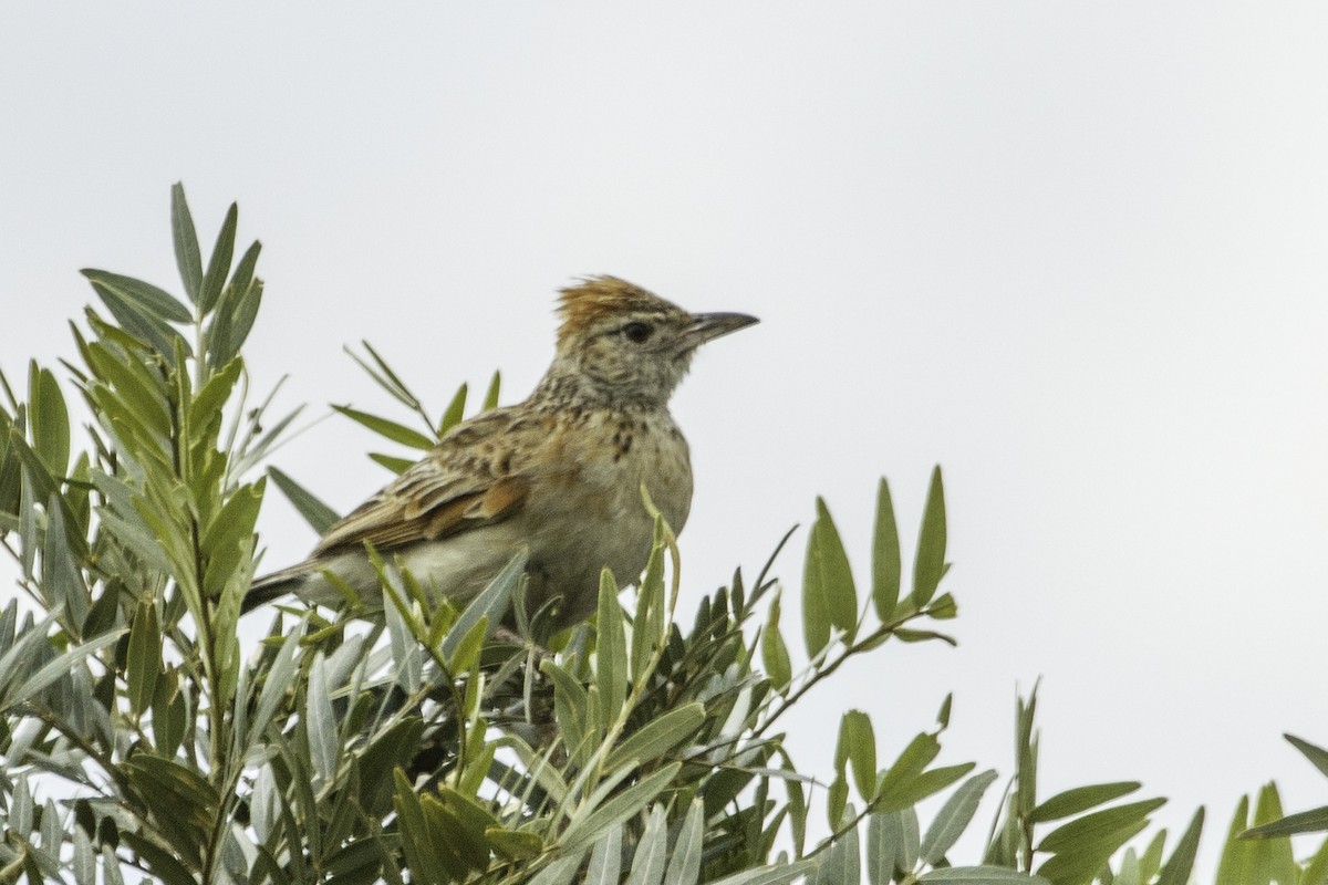 Rufous-naped Lark - ML627690767