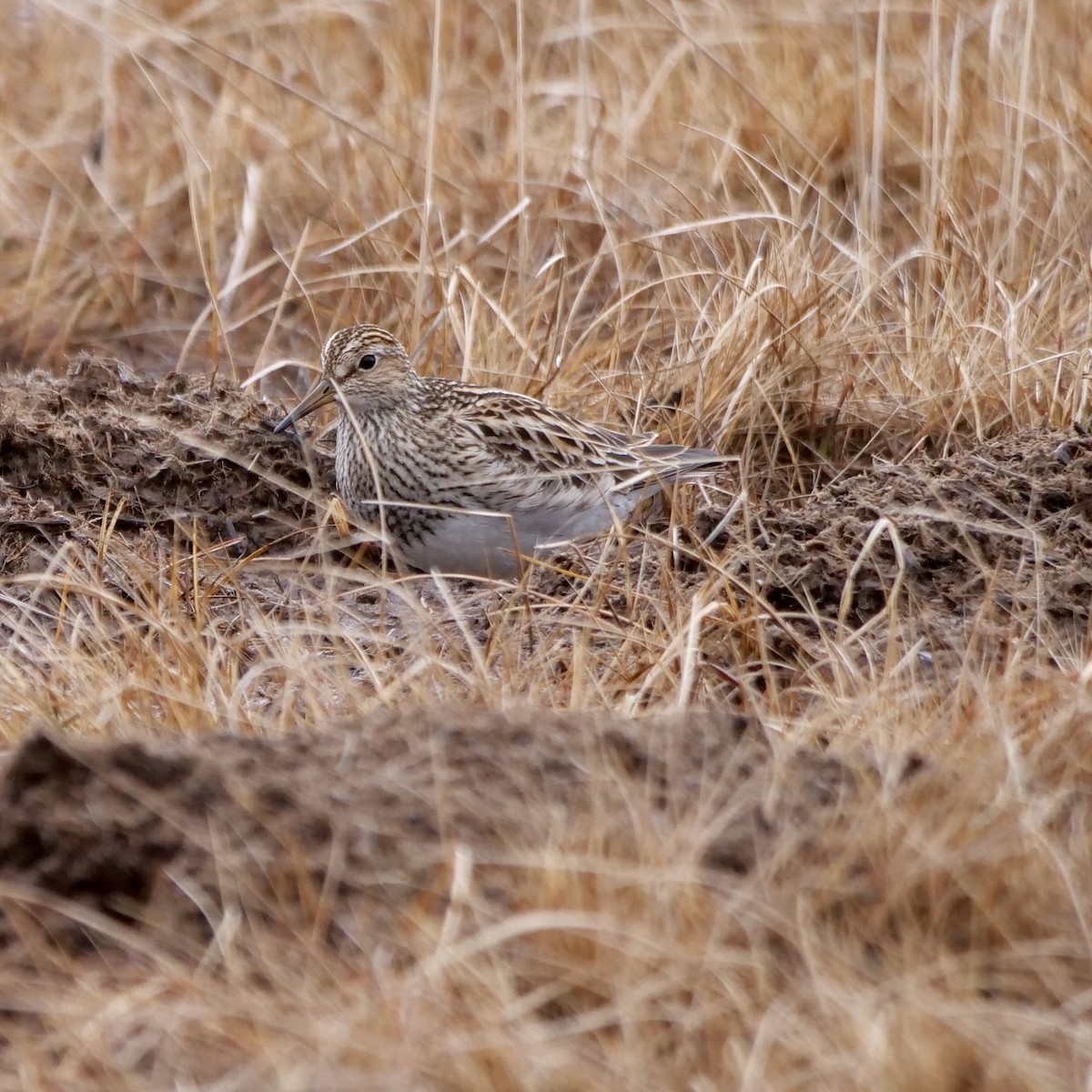 Graubrust-Strandläufer - ML627690809