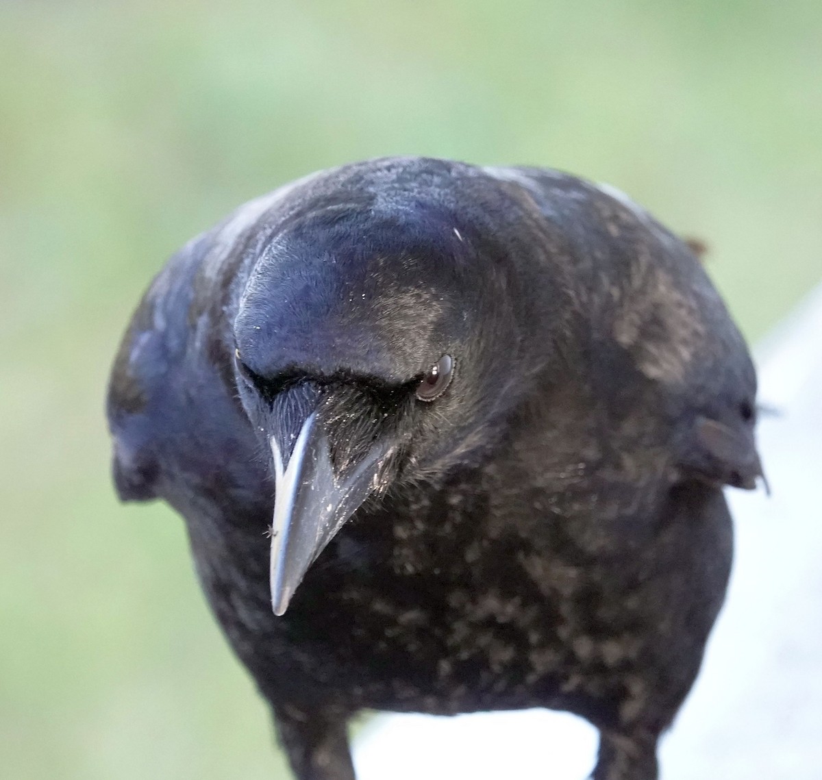 American Crow - ML627690965