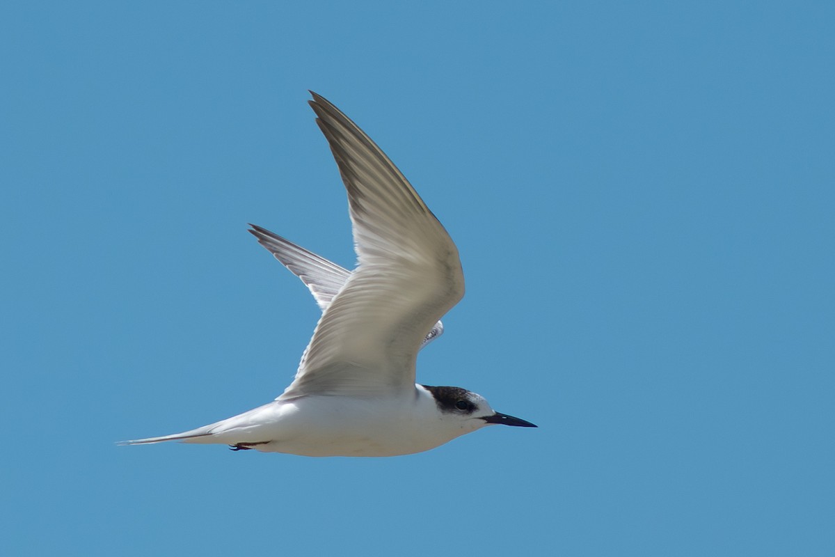 Эгэл хараалай - ML627691000