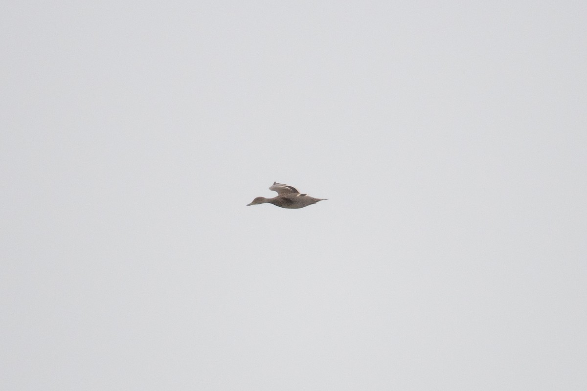 Yellow-billed Pintail (South American) - ML627691006