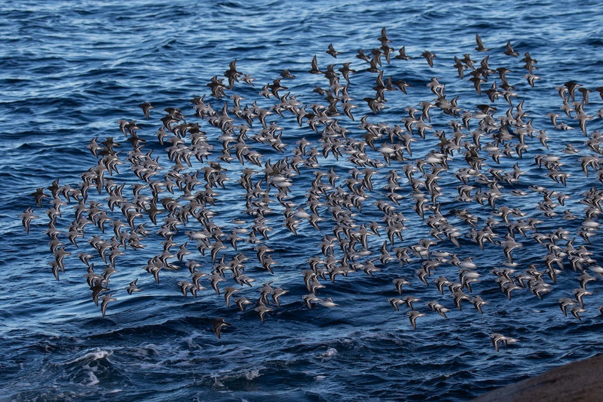 eBird Checklist - 17 Dec 2024 - Halibut Point SP - 37 species (+2 other ...