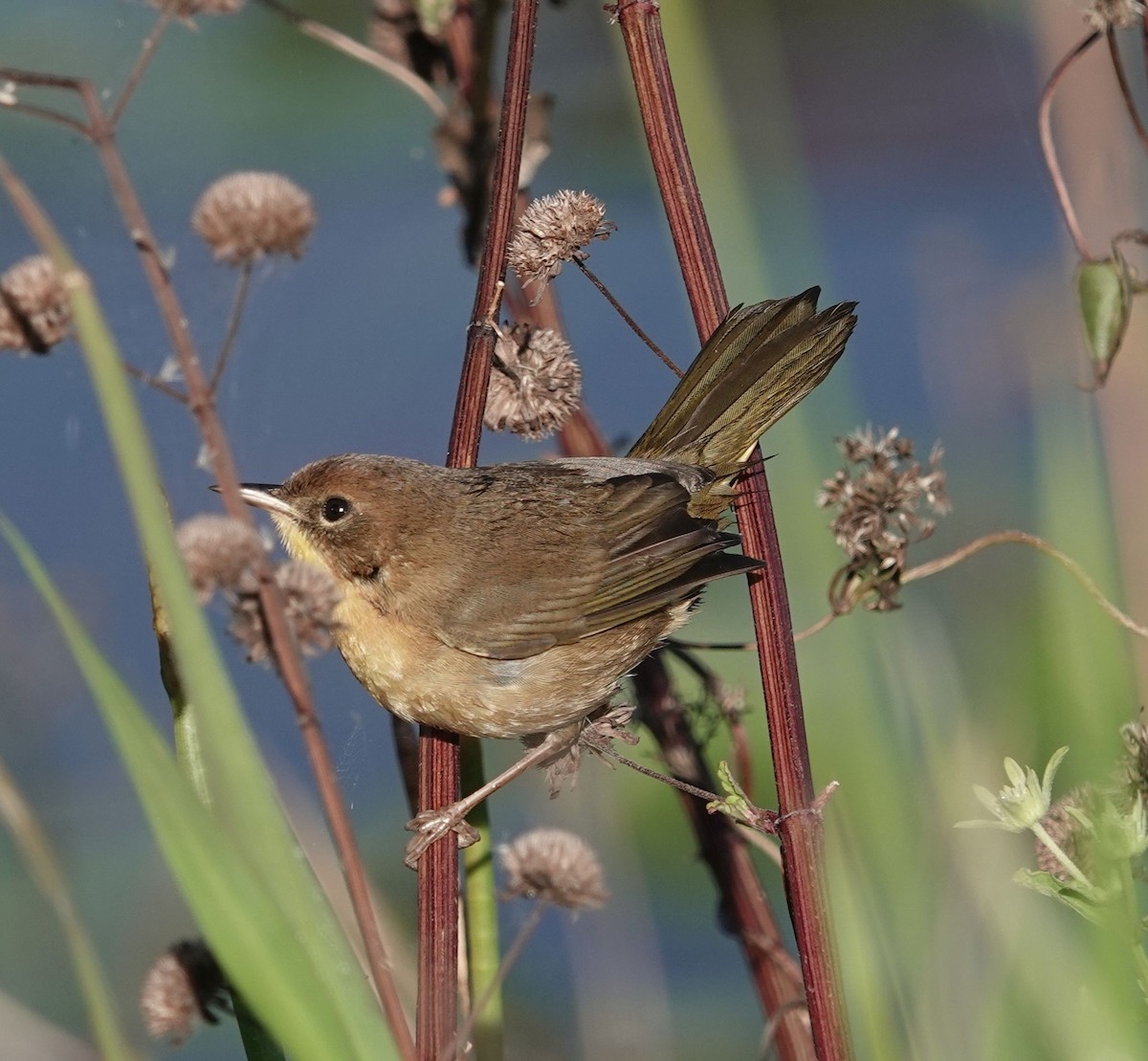 Common Yellowthroat - ML627691085