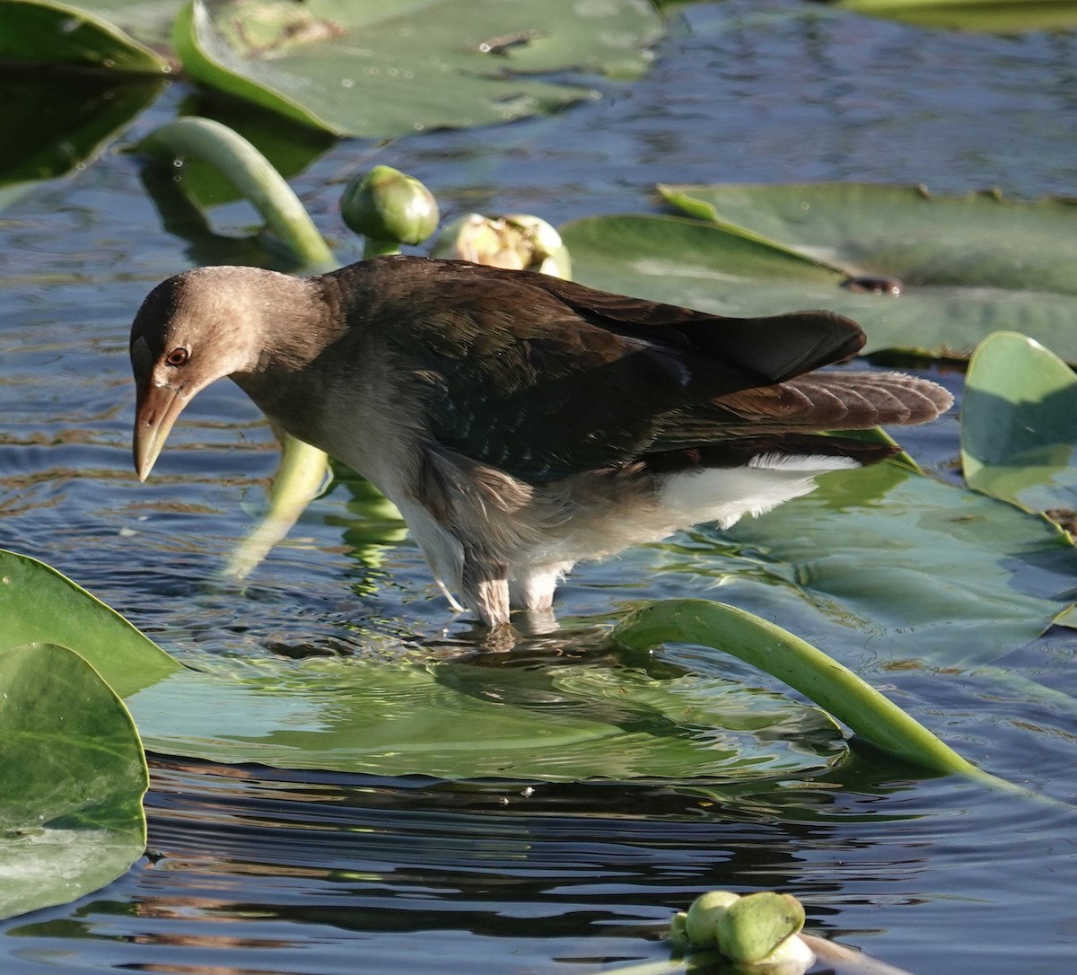 Purple Gallinule - ML627691097