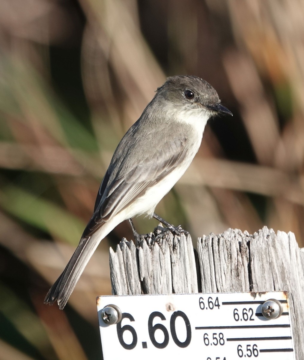 Eastern Phoebe - ML627691114