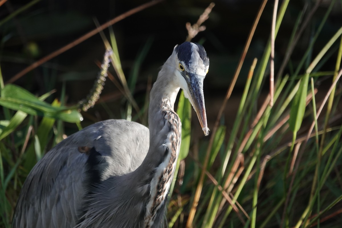 Great Blue Heron - ML627691124