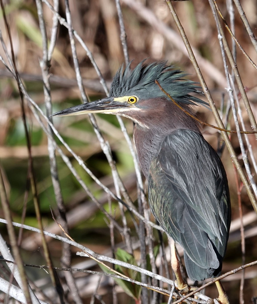 Green Heron - ML627691142