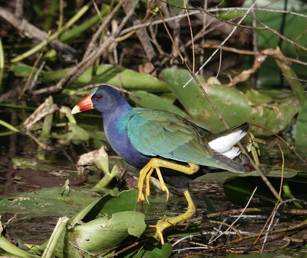 Purple Gallinule - ML627691174