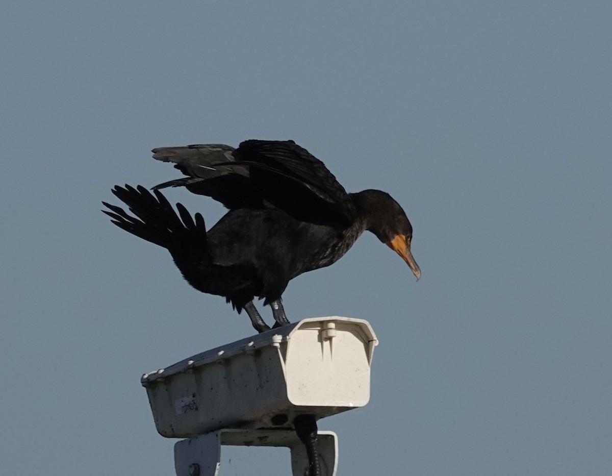 Double-crested Cormorant - ML627691190