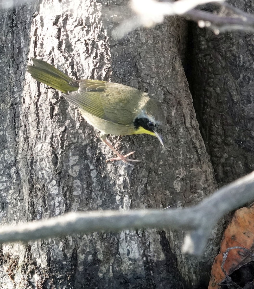 Common Yellowthroat - ML627691205