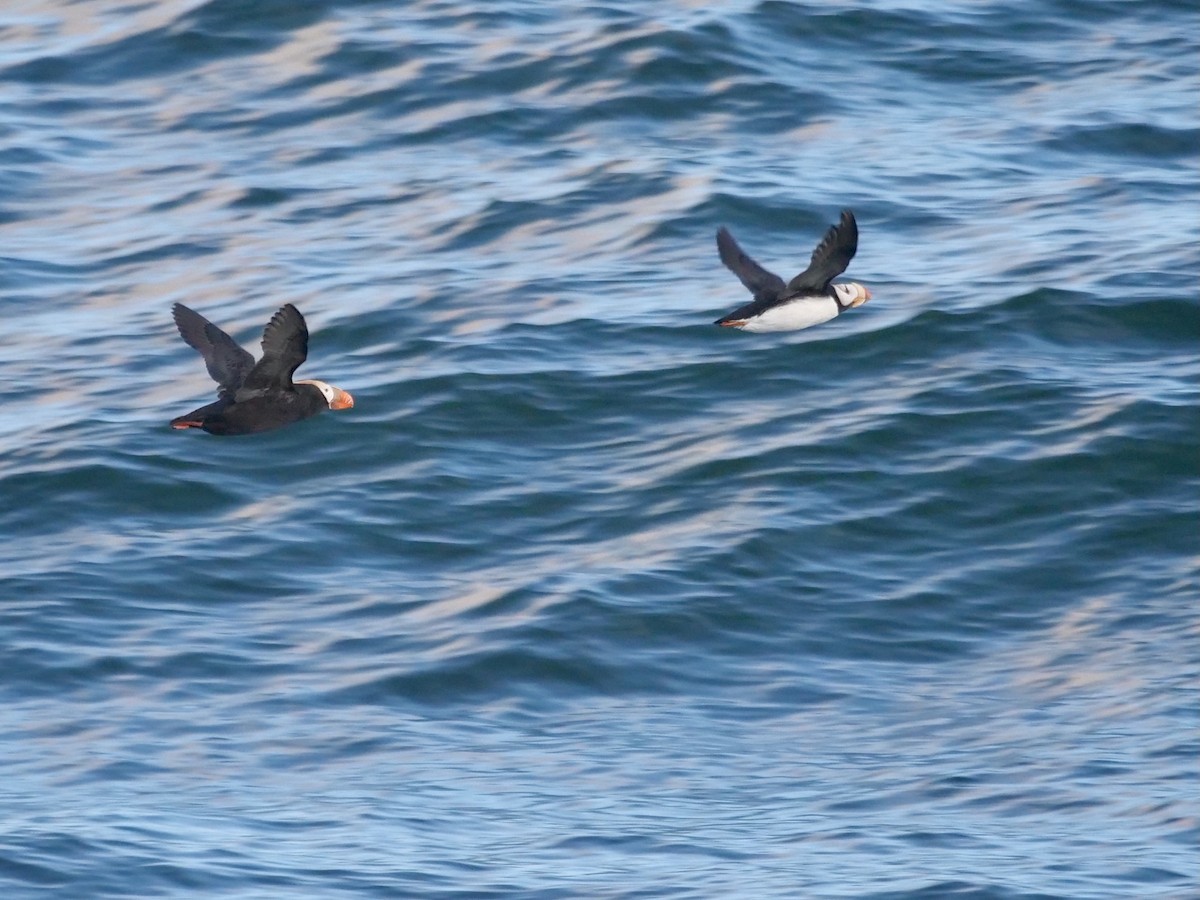 Horned Puffin - ML627691220