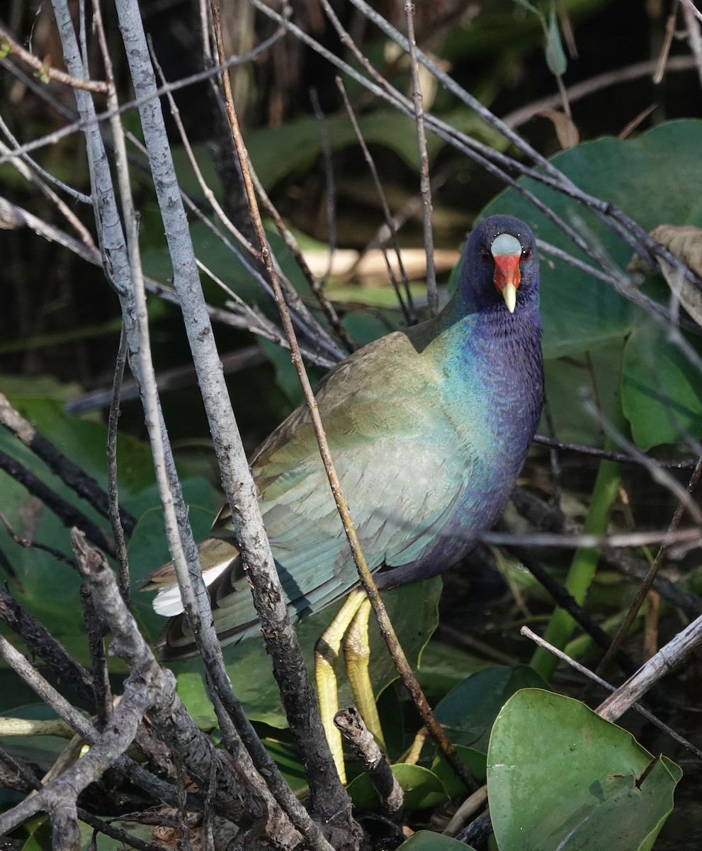 Purple Gallinule - ML627691234