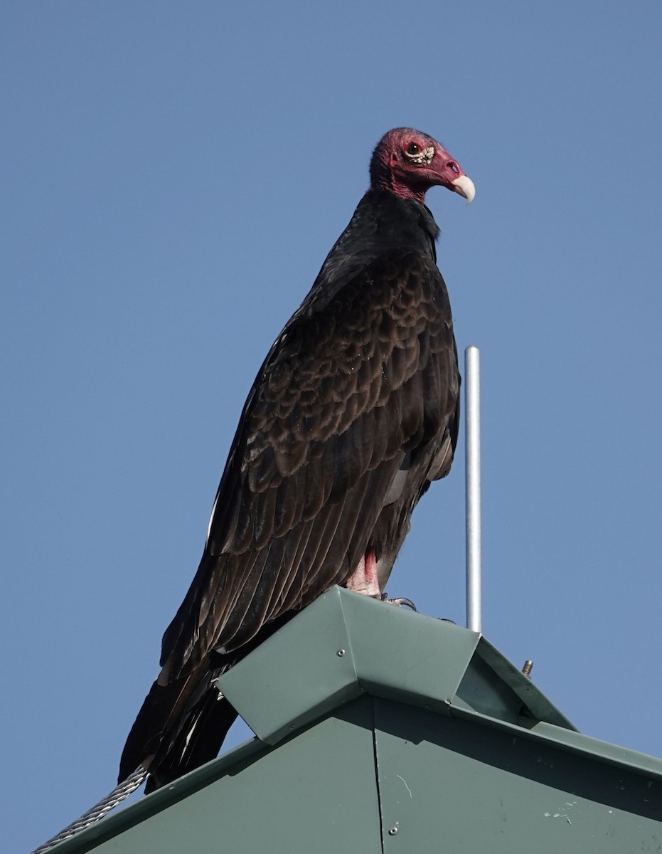 Turkey Vulture - ML627691264