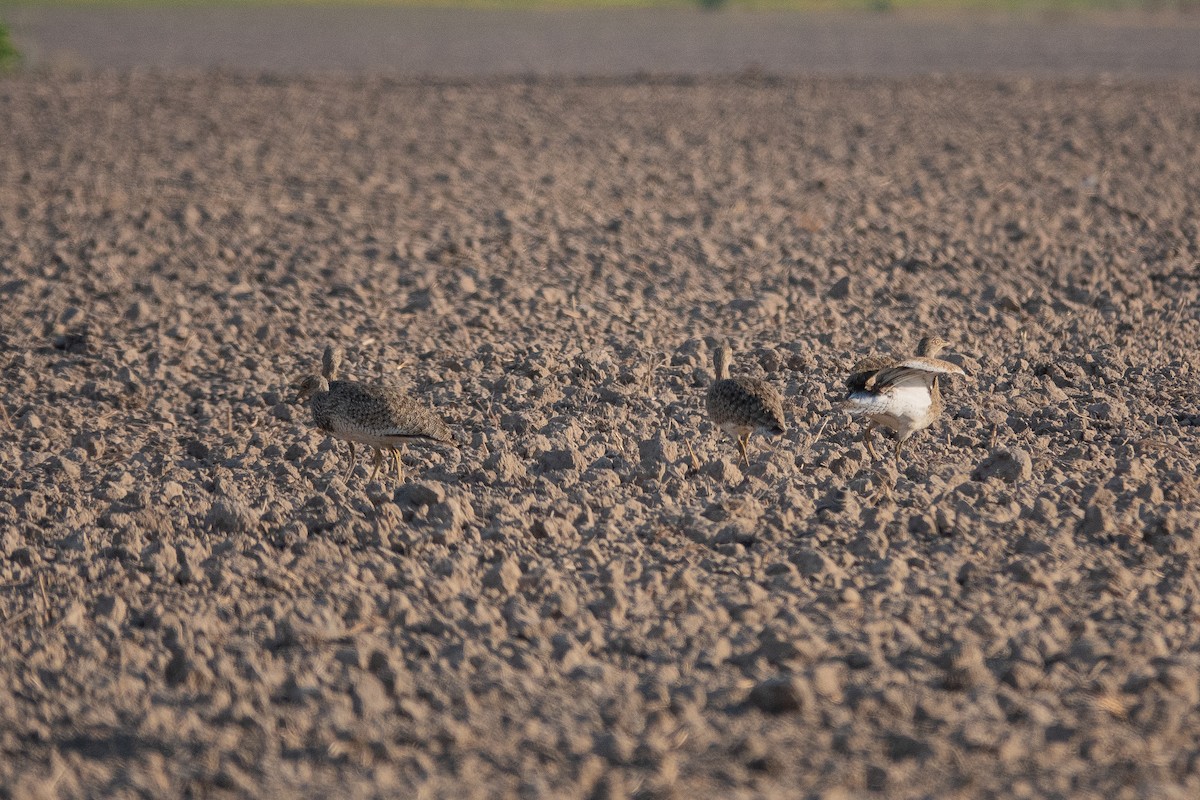 Little Bustard - ML627691281
