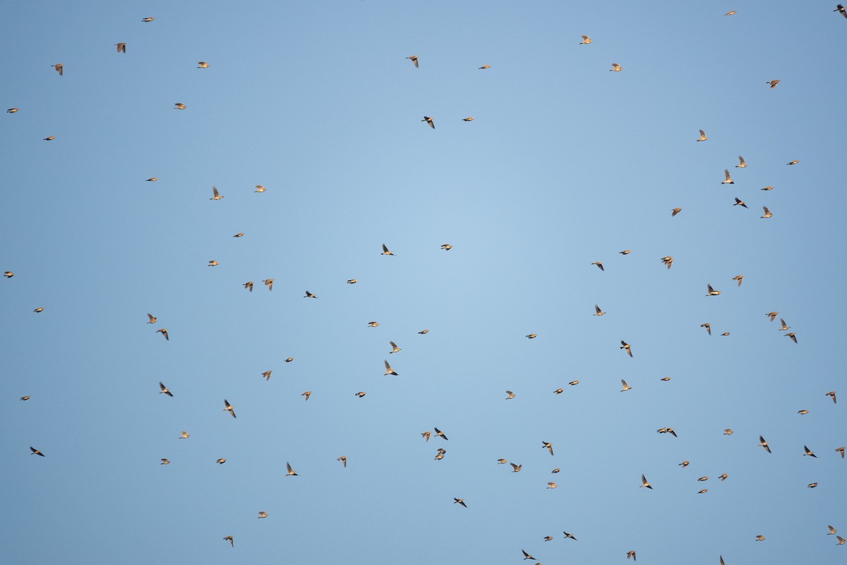Eurasian Skylark (European) - ML627691288