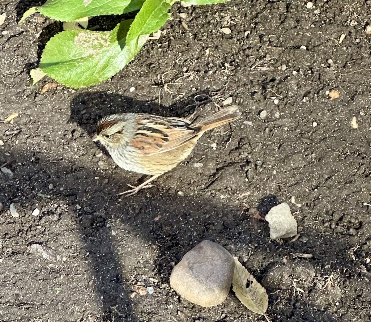 Swamp Sparrow - ML627691302