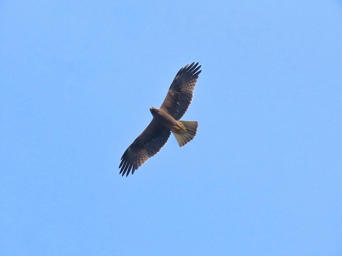 Águila Calzada - ML627691416