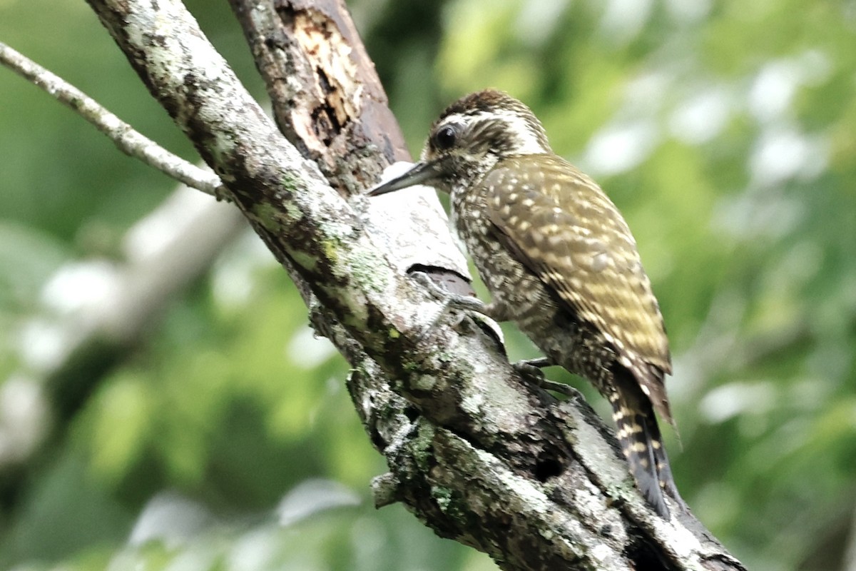 White-spotted Woodpecker - ML627691433