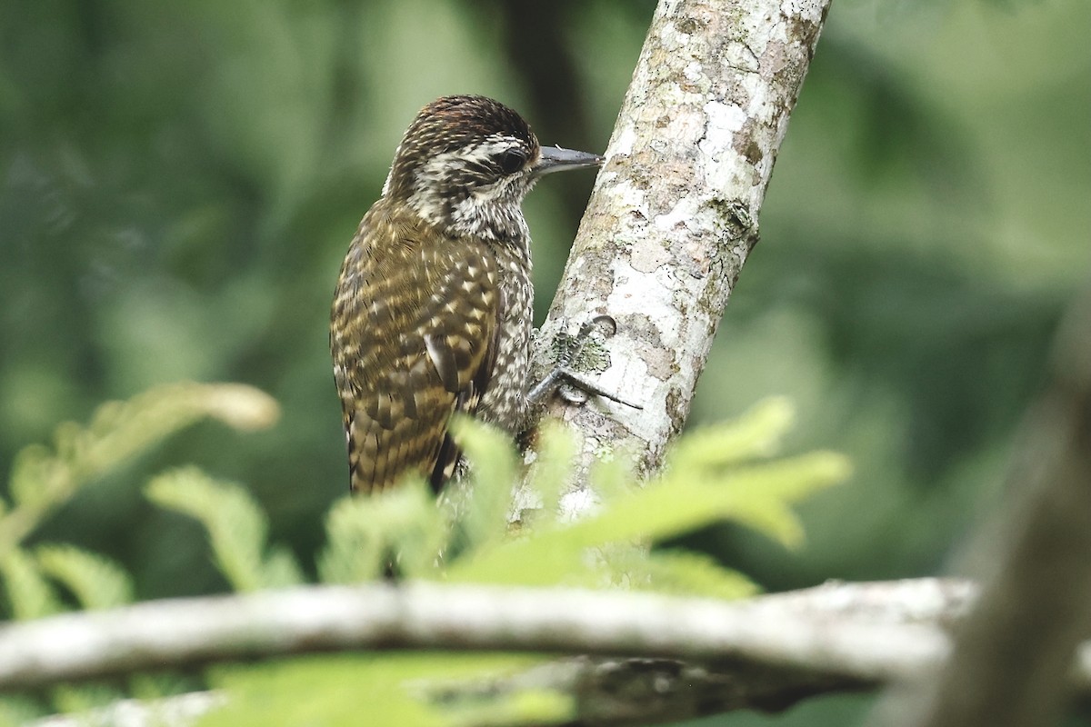 White-spotted Woodpecker - ML627691435