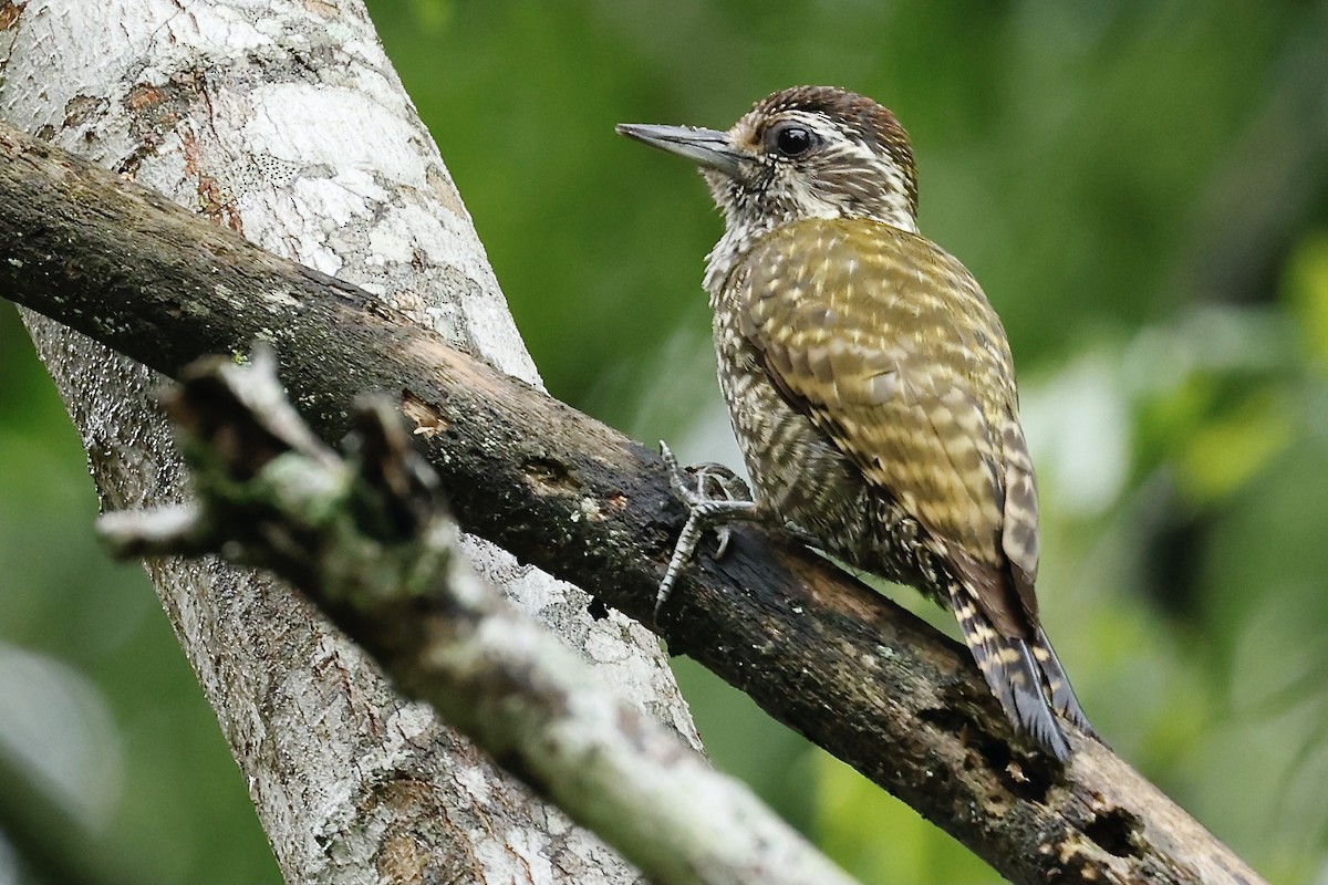 White-spotted Woodpecker - ML627691436