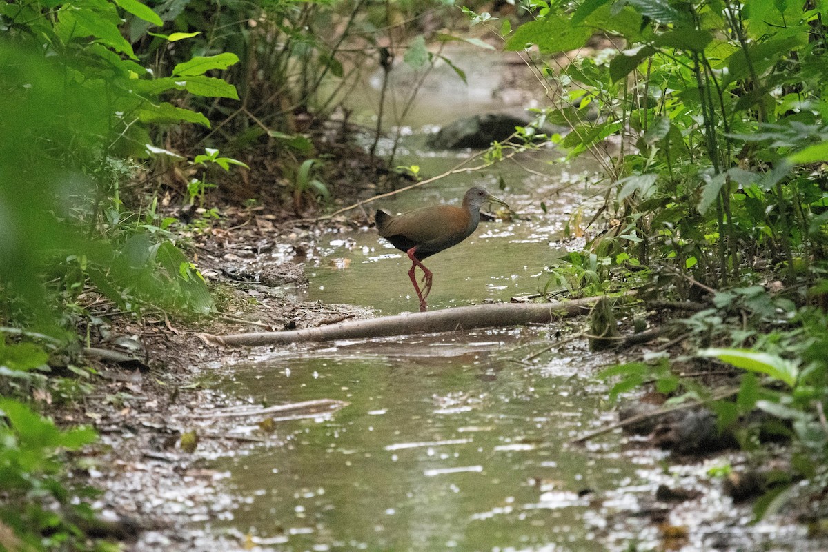 Slaty-breasted Wood-Rail - ML627691451