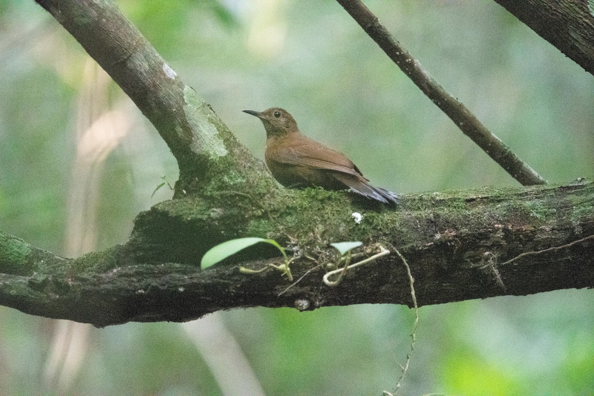 Rufous-breasted Leaftosser - ML627691490