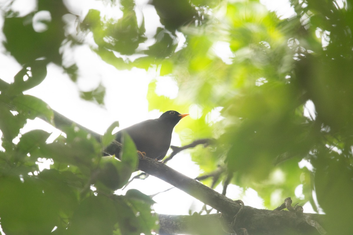 Yellow-legged Thrush - ML627691500