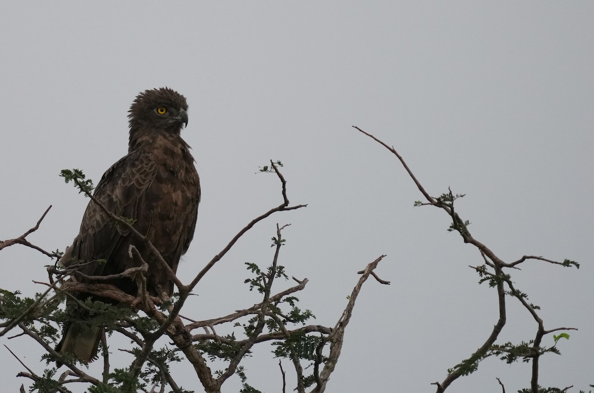 Brown Snake-Eagle - ML627691631