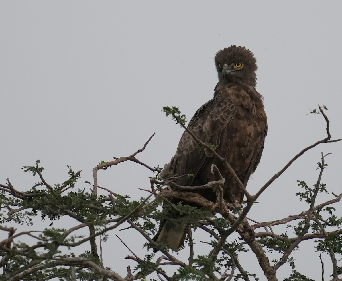 Brown Snake-Eagle - Fabrice Soulon