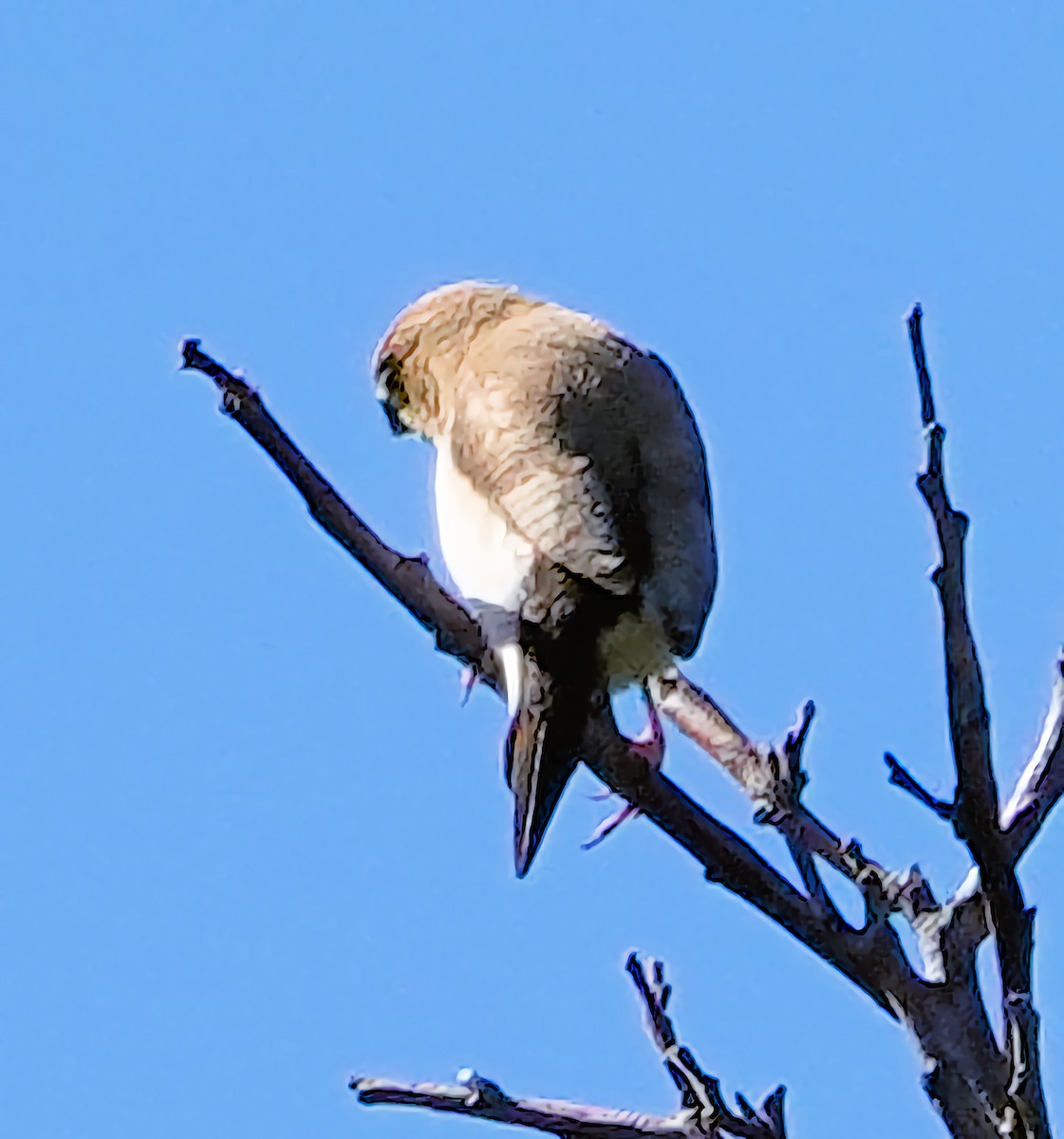 African Silverbill - ML627691640