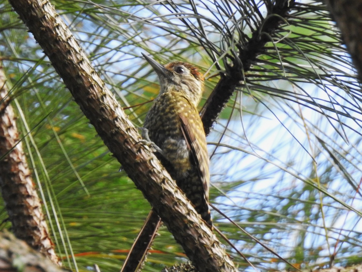 White-spotted Woodpecker - ML627691707