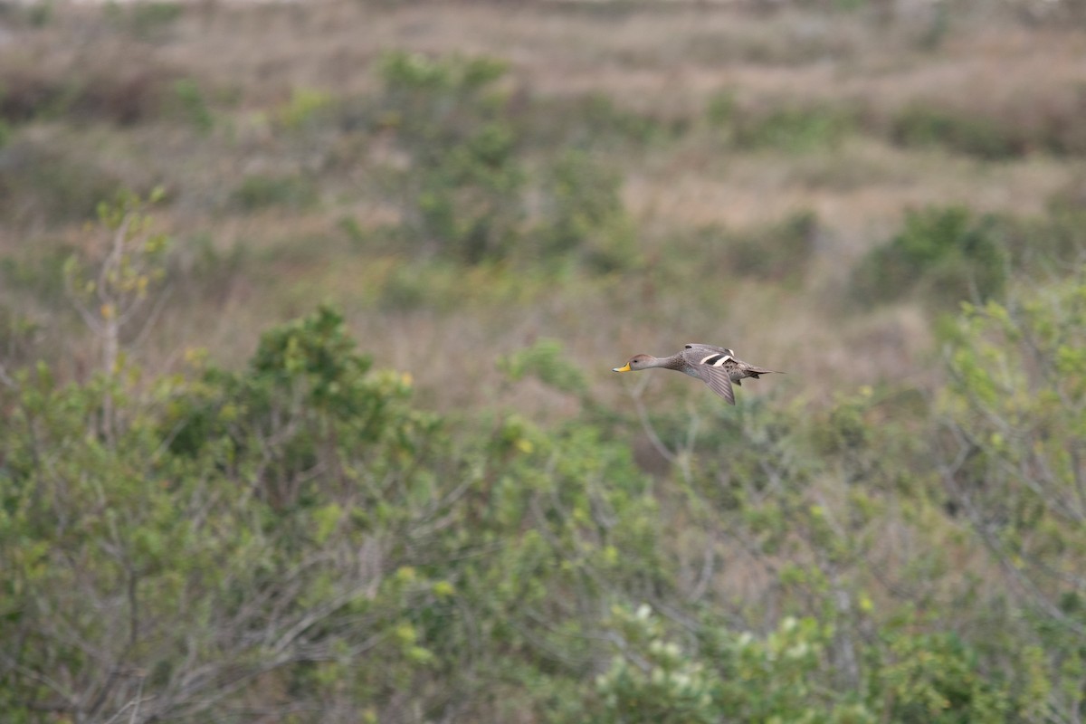 Yellow-billed Pintail - ML627691754