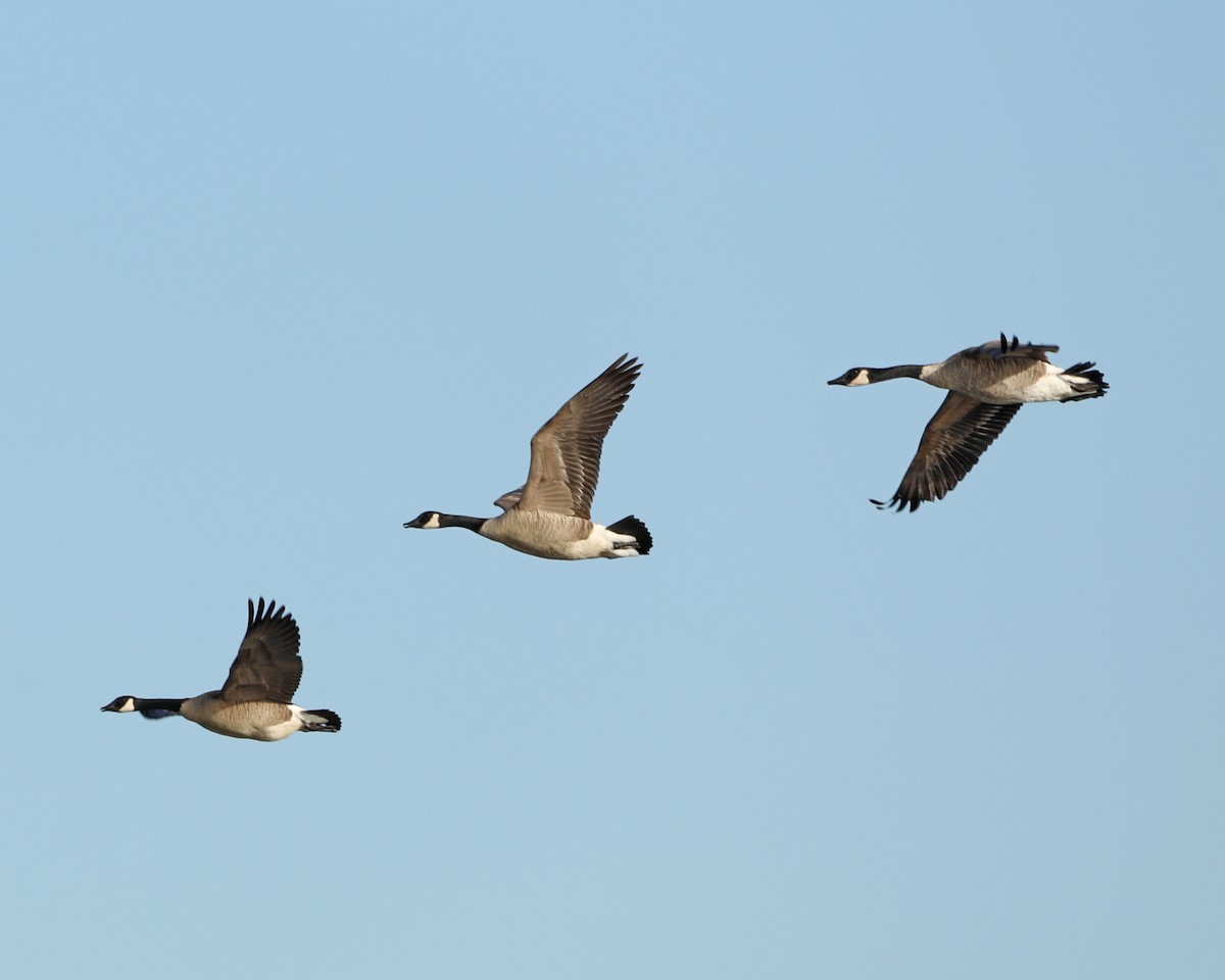 Canada Goose - ML627691780
