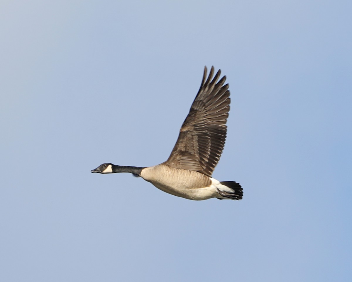 Canada Goose - ML627691781