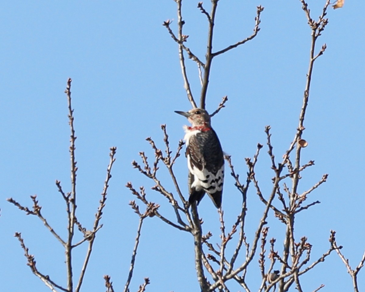 Red-headed Woodpecker - ML627691789