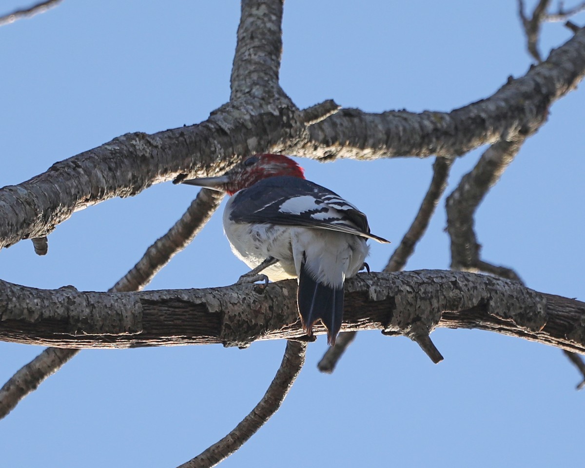 Red-headed Woodpecker - ML627691790