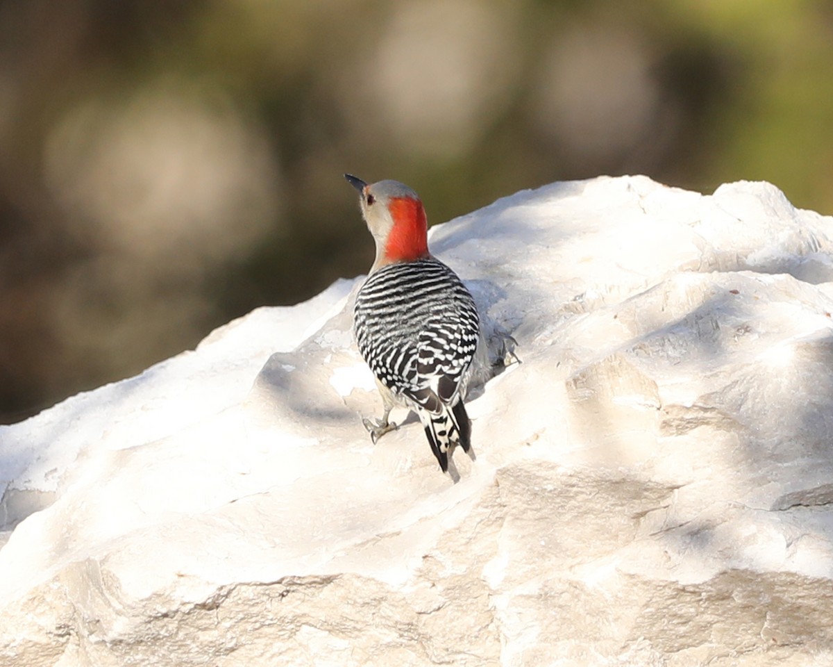 Red-bellied Woodpecker - ML627691792