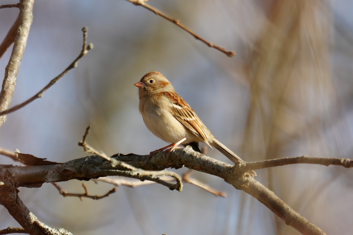 Field Sparrow - ML627691796