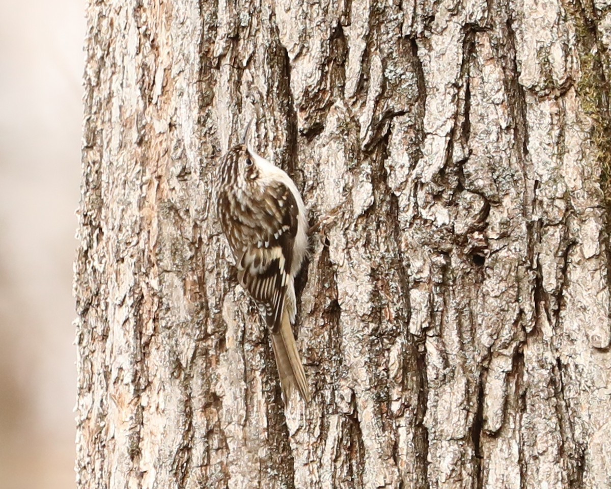 Brown Creeper - ML627691797