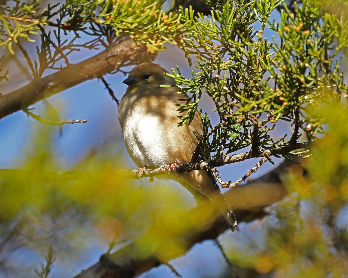 American Goldfinch - ML627691816