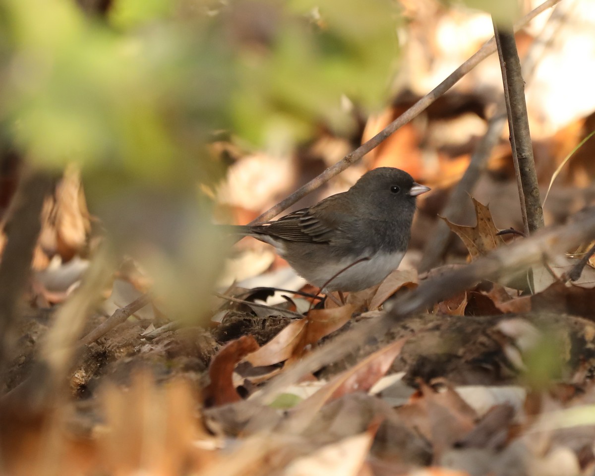 Dark-eyed Junco - ML627691820