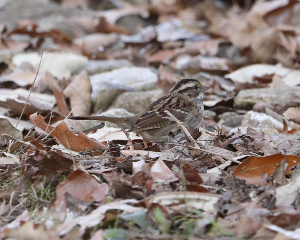 White-throated Sparrow - ML627691836