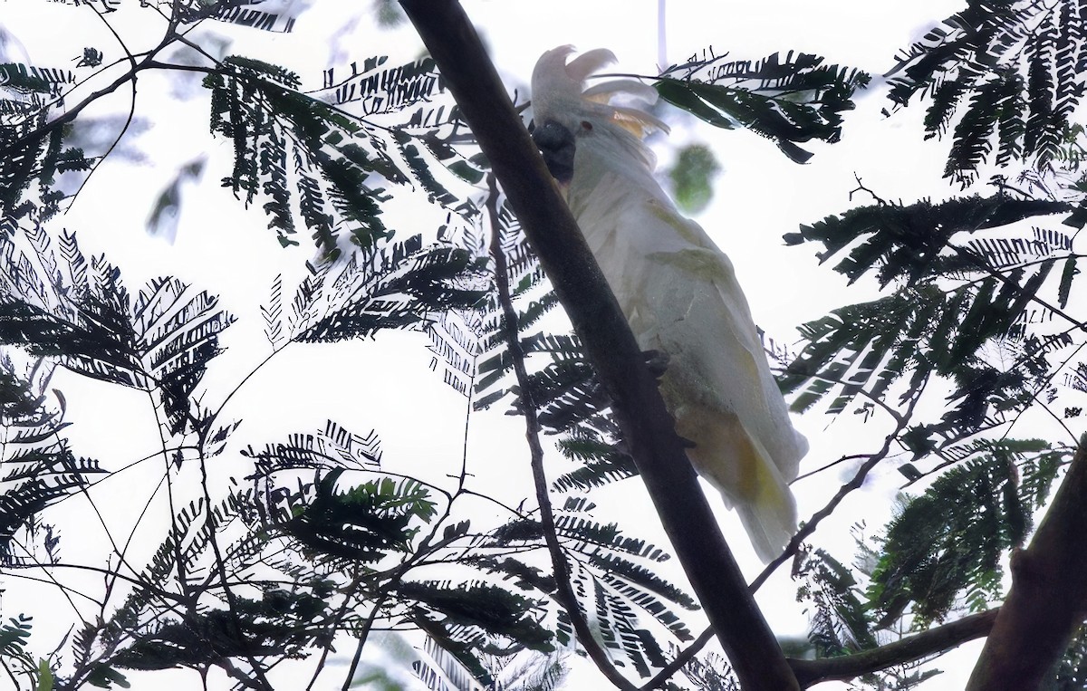 Salmon-crested Cockatoo - ML627691865
