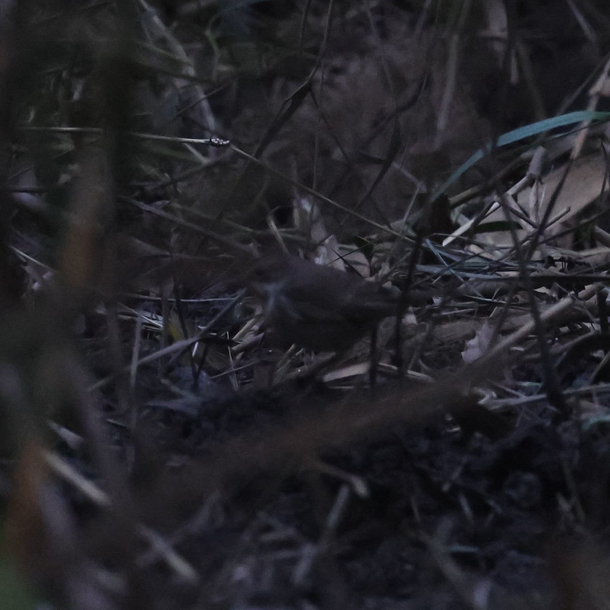 Sibirya Yakut Gerdanlı Bülbülü - ML627691878