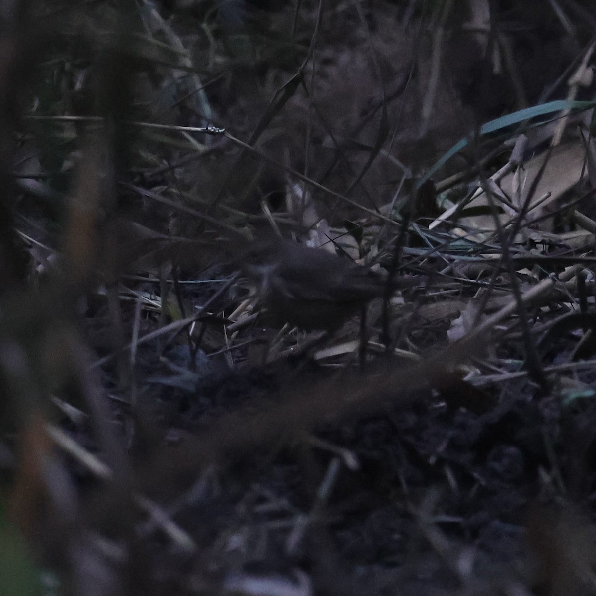 Sibirya Yakut Gerdanlı Bülbülü - ML627691879