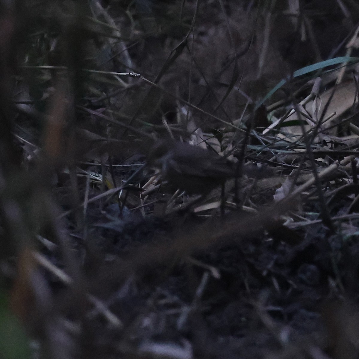 Sibirya Yakut Gerdanlı Bülbülü - ML627691880