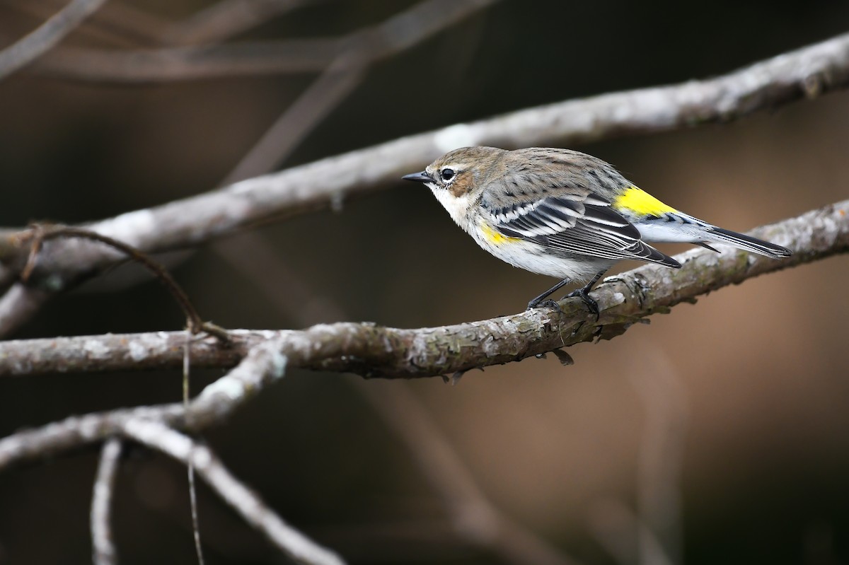 myrteparula (coronata) - ML627691894