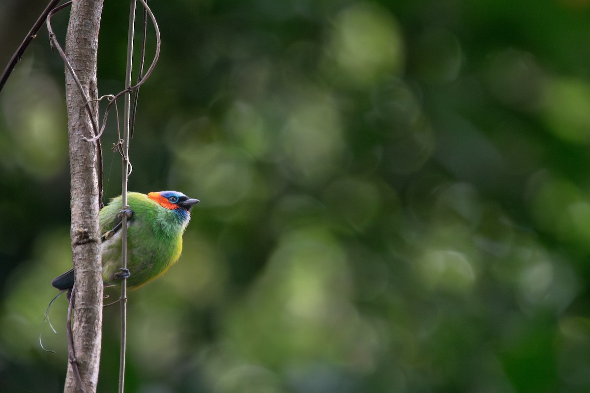 Red-necked Tanager - ML627691899